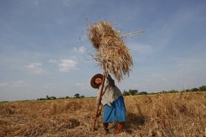 Farmer in Dala Township near Rangoon © The Irrawaddy