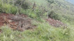 07-13-2016-Site where 5 bodies were found buried near corn farm at Loi Bu